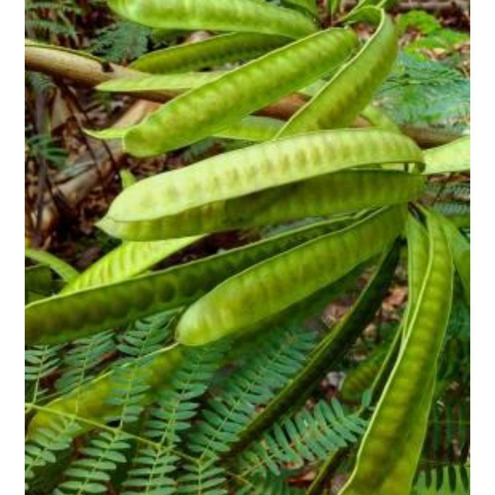 petai cina obat Diabetes