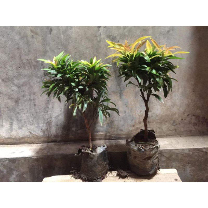 pucuk merah mini (bonsai/kerdil)