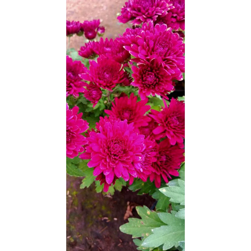 Bunga krisan ungu tua