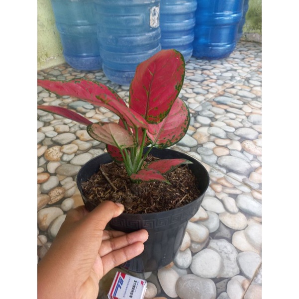 aglonema red anjamani/red anja
