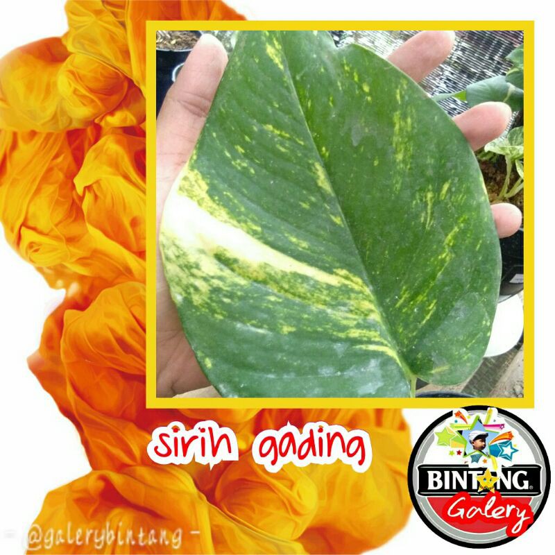 sirih gading Epipremnum aureum