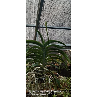 Vanda spike knop koleksi