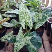 DIARY PETANI - Tanaman Hias Syngonium Mojito