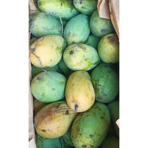 

PASAR ONLINE MURAH - MANGGA HARUM MANIS 1KG
