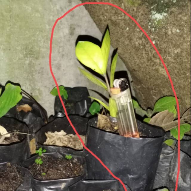 Zamia culcas varigata