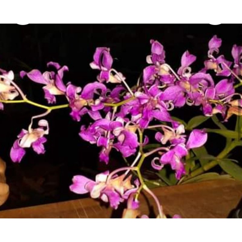 anggrek superbient tual maluku