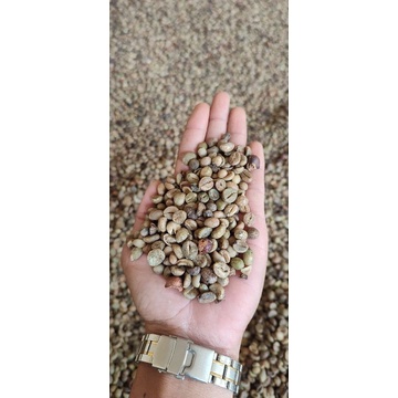 

GREEN BEAN ROBUSTA ASALAN LAMPUNG BARAT