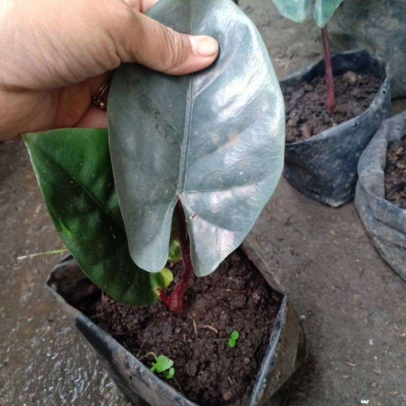 alocasia red sumatera