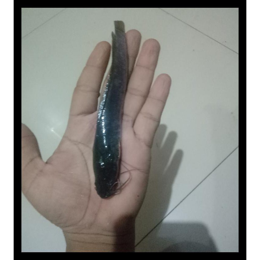 BIBIT IKAN LELE SANKURIANG 11-12CM KODE 672
