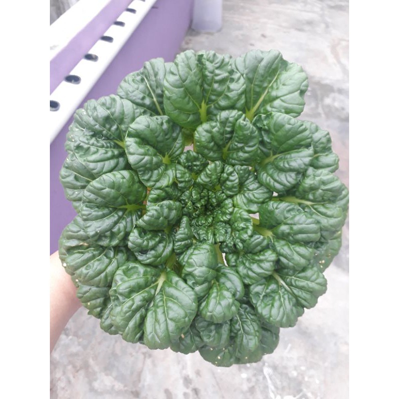 

Sawi Pagoda/Ta Ke Chai/Tatsoi