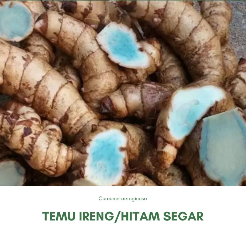 

Temu Ireng Hitam Segar 1 Kg Asli Petani Lokal Pacitan