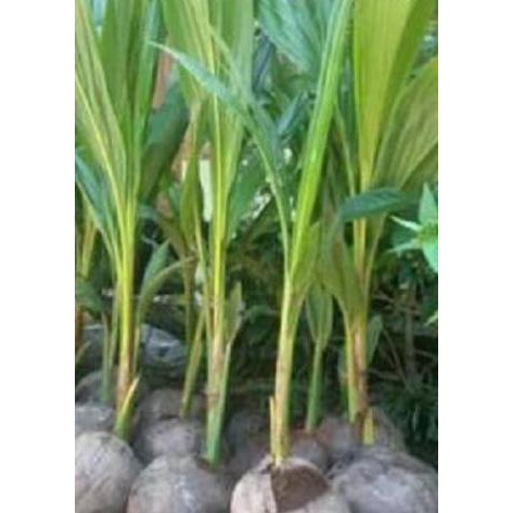Kliwon Bibit Tanaman Kelapa Ijo Wulung - Kelapa Wulung Hijau