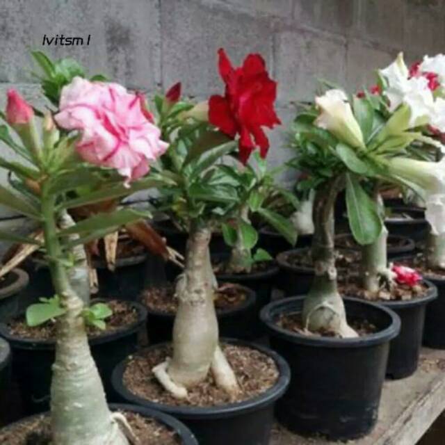 Benih Bunga Kamboja Adenium Shopee Indonesia