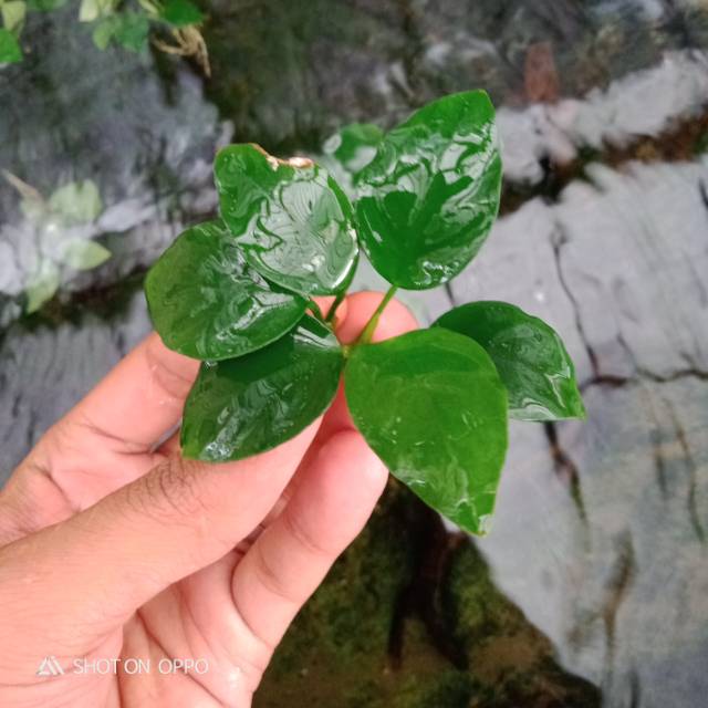 Tanaman AQuascape, Anubias nana gren size M