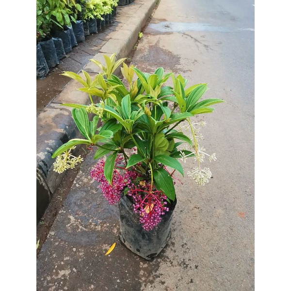 TANAMAN PARIJOTO / pohon parijoto /buah parijoto rimbun