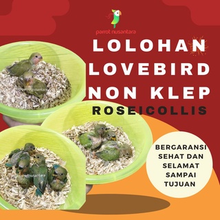LOLOHAN LOVEBIRD NON KLEP ROSEICOLLIS GREEN