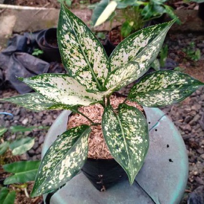 aglonema snow white aglaonema snow white