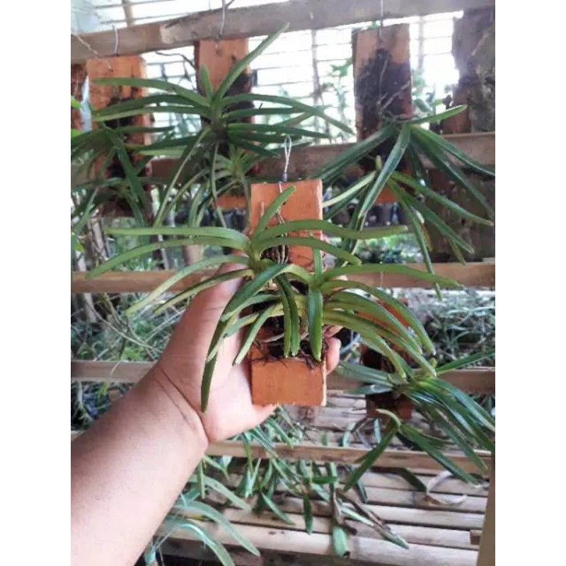 vanda ascocentrum miniatum