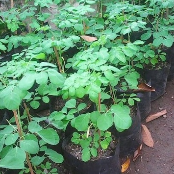 Pohon Kelor Bibit Kelor Tanaman Kelor Daun Kelor