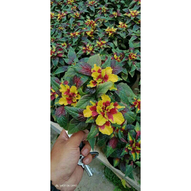 Paling Murah Tanaman Hias Bunga Amaranthus Tricolor KLrEMy9uRZz7EO