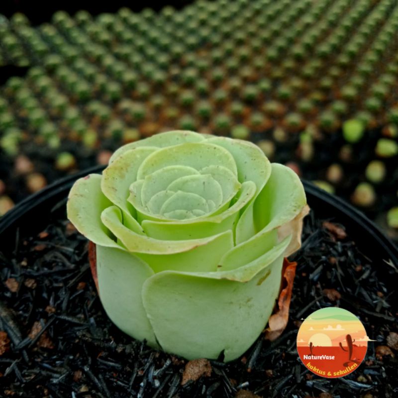 KAKTUS SUKULEN greenovia