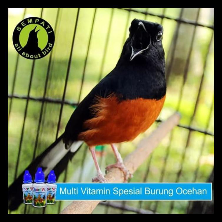 Ebod Vit Vitamin Burung Meningkatkan Stamina Kicauan Suara Bening