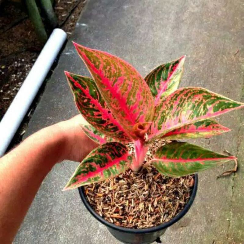 paket 5 bonggol tanaman hias aglo reanita-suksom-emerald-azkia-adelia