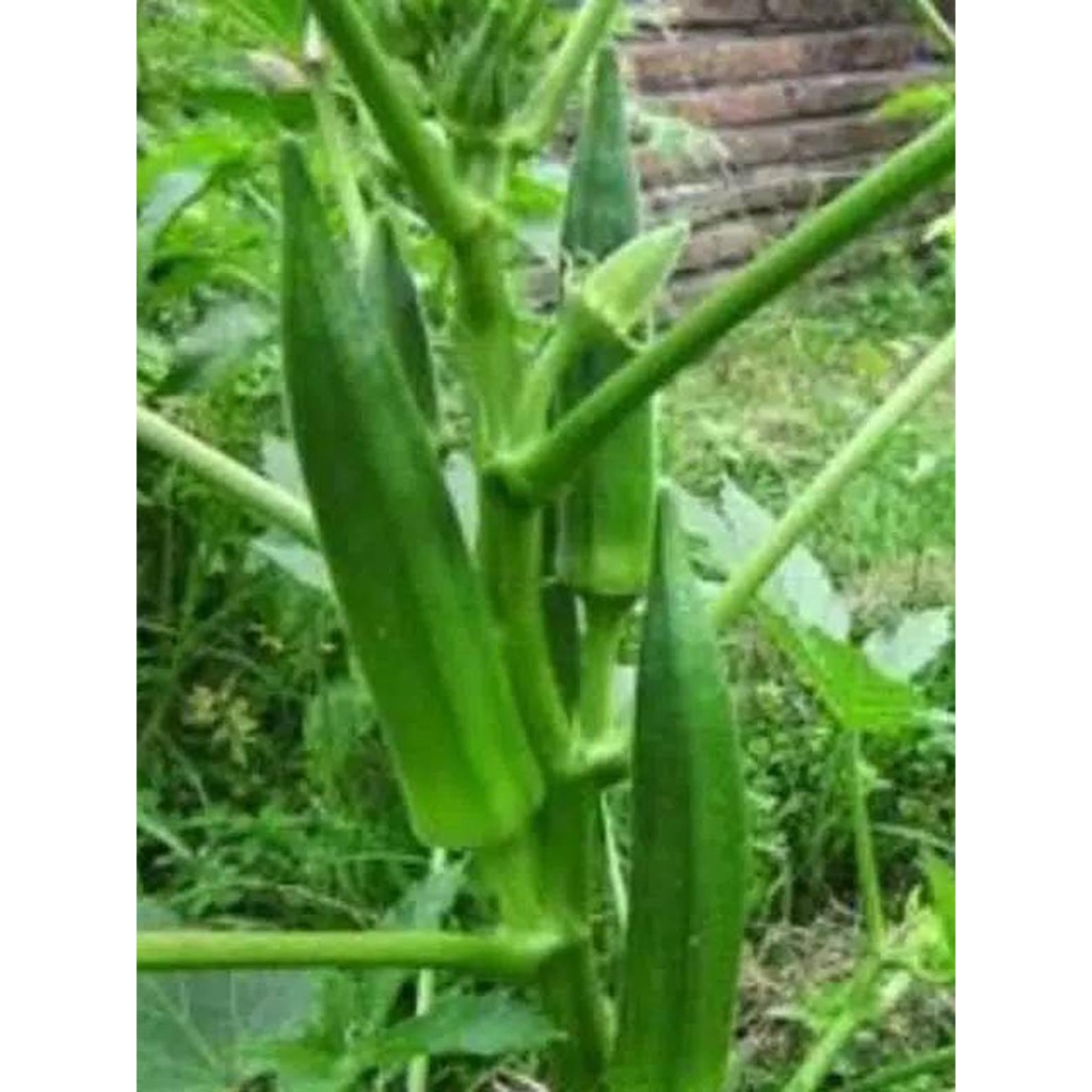 Bibit Benih Biji Sayur Okra Hijau - Biji Tanaman Pohon Sayur Okra Hijau - Bibit Sayur Okra Hijau-COD