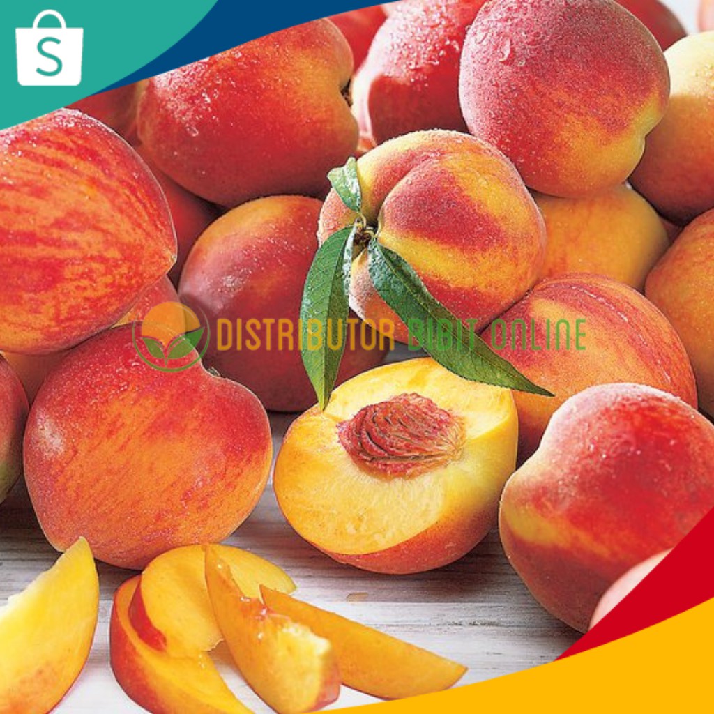 Bibit Buah Tanaman Buah Persik bibit okulasi majalengka tanaman buah buahan