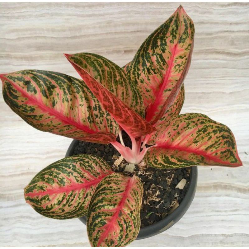 Tanaman Hias Aglonema Widuri / Bunga Aglaonema Widuri