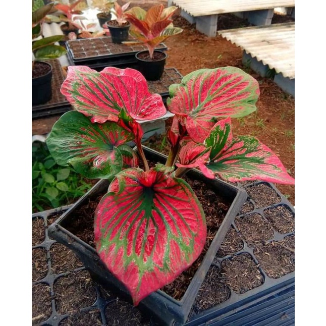 Caladium/Keladi Mahesa Jenar