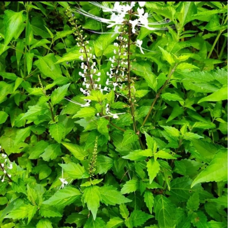 

DAUN KUMIS KUCING KONDISI SEGAR SIAP KIRIM DAN PETIK LANGSUNG 500.GRM
