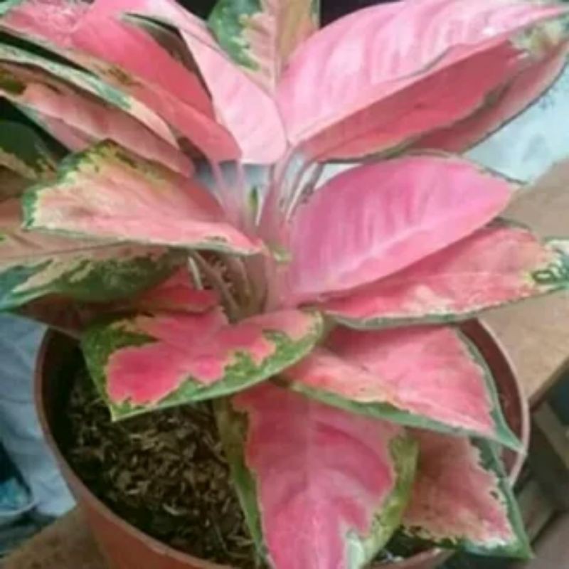 aglaonema red kochin tanaman hian kochin