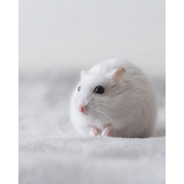 hamster Campbell, winter white, syirian, robo hamster tasik