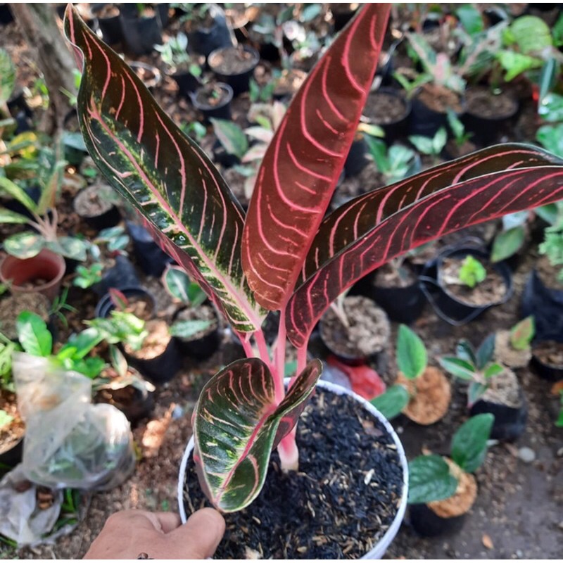 Tanaman hias aglonema red sumatera aglonema prade of Tanaman hias aglonema red sumatera aglonema prade of