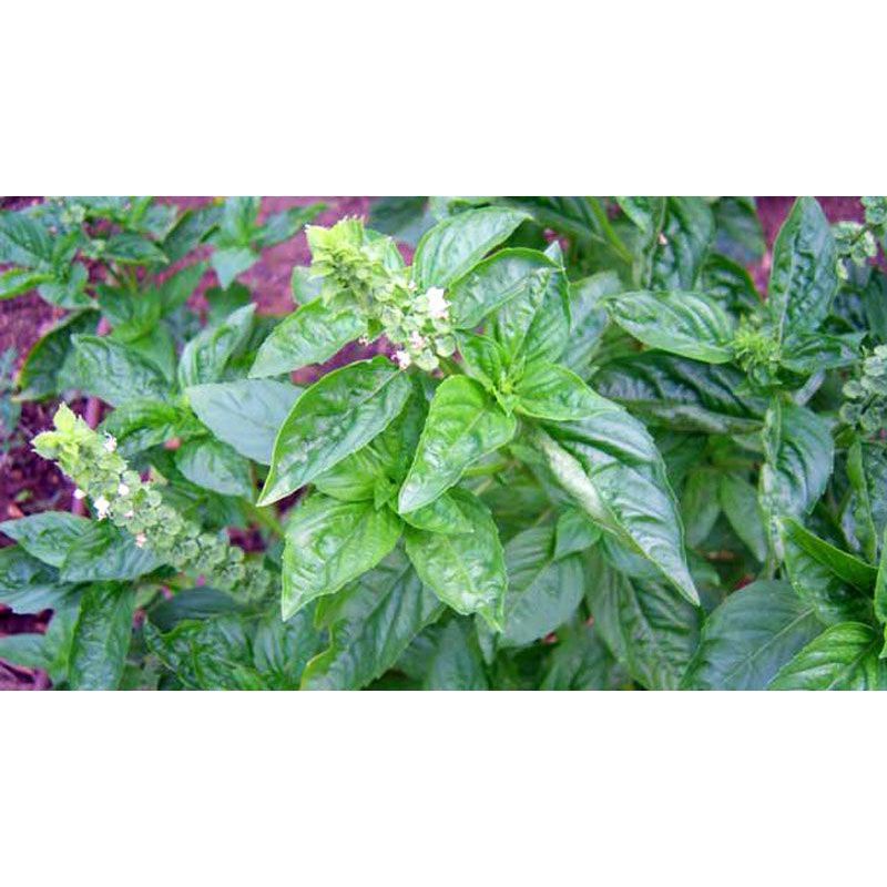 

daun kemangi daun surawung segar frees per500gram termurah terlaris