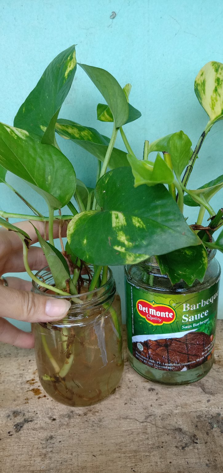 Tanaman Hias Srigading Hijau - Sri Srigading Hijau - Pot Gantung