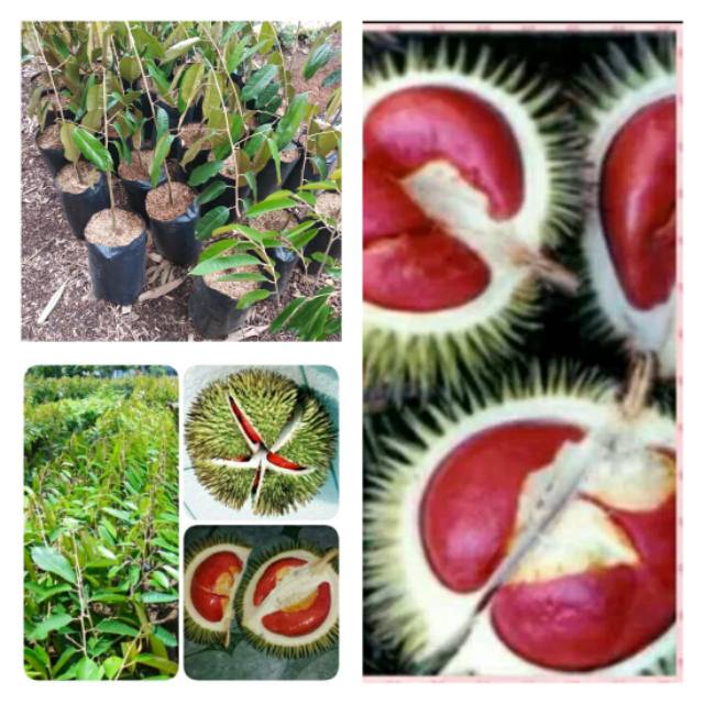 Bibit durian merah