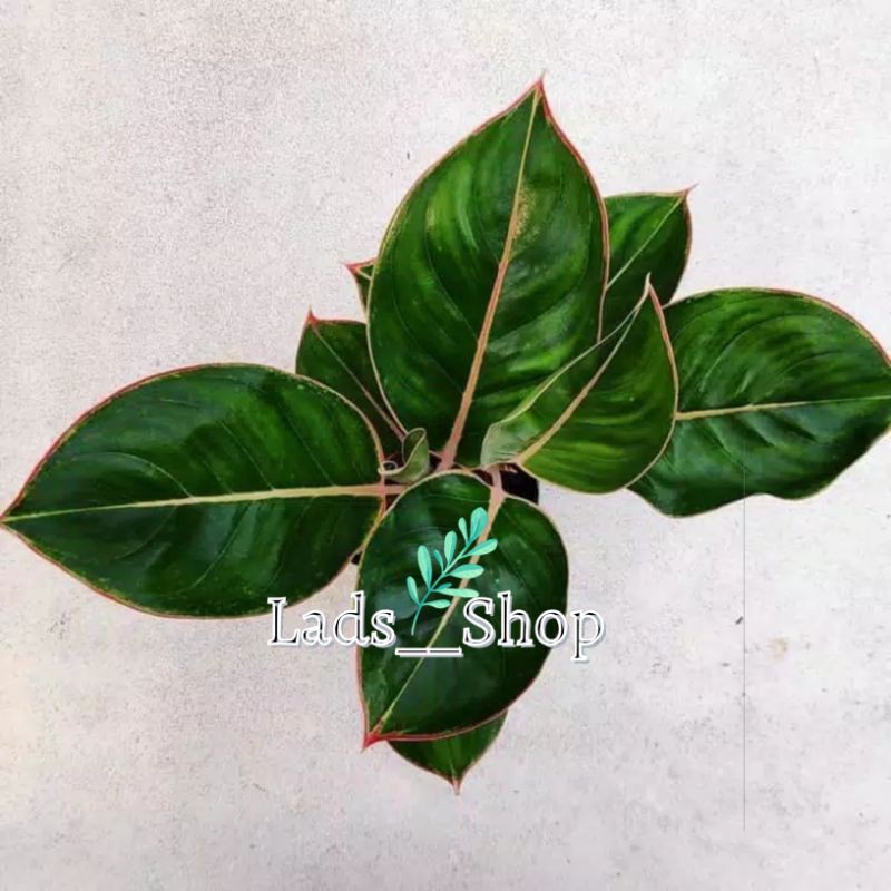 Tanaman Hias Aglonema Lipstik Flamingo - Aglonema Lipstik Flamingo