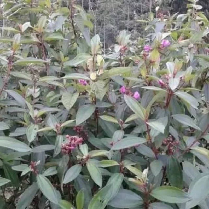 

Daun harendong / senggani herbal per lembar frees