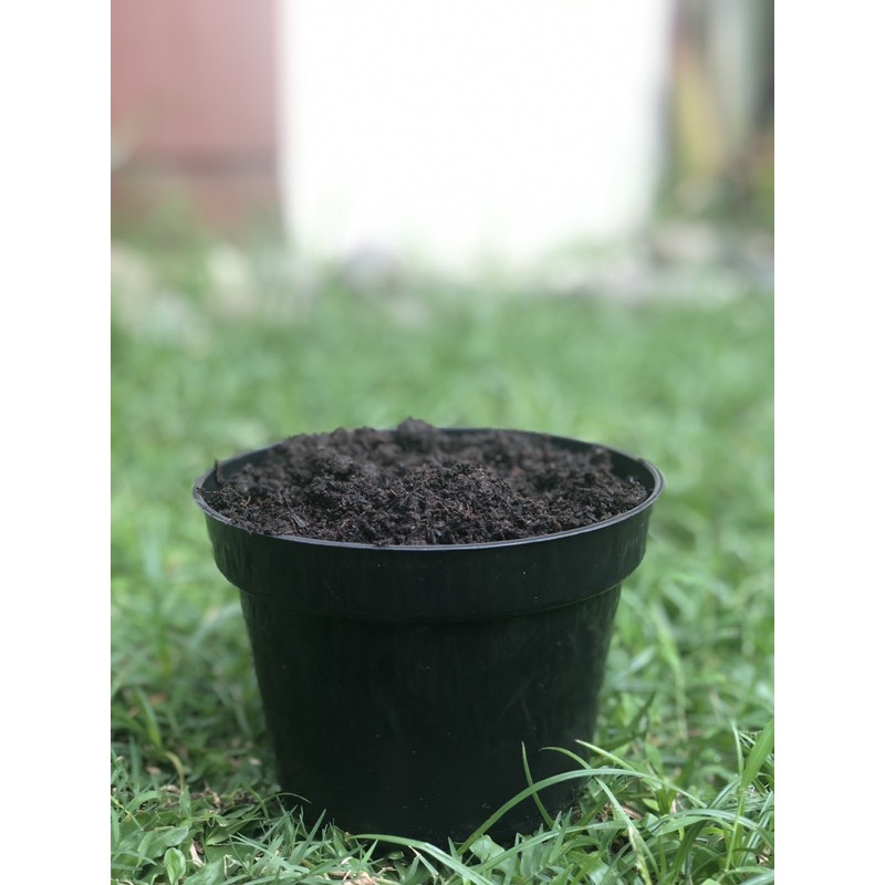 Pot dan Media tanam Tanah / Media Tanam plus pot ,