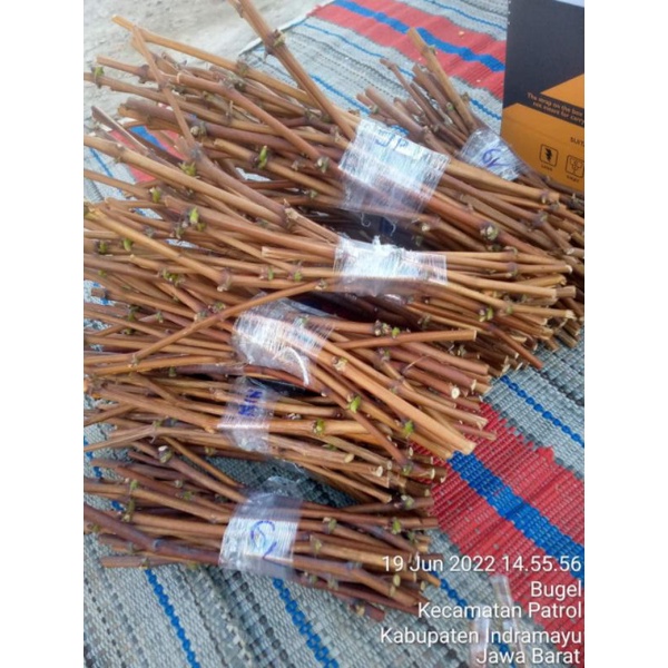 Cutting Anggur Import Fresh