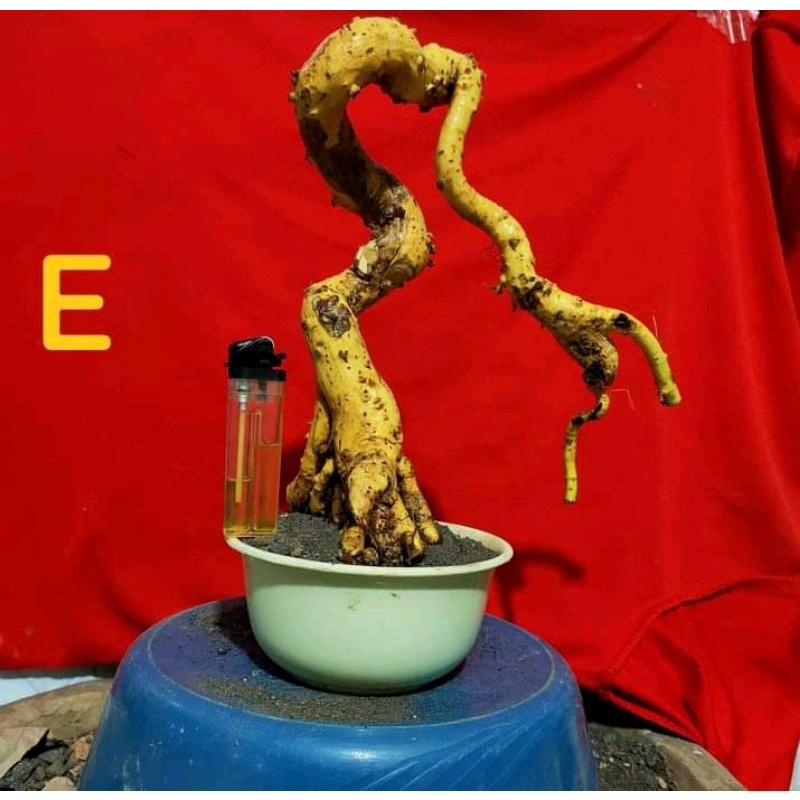 dongkelan bonsai serut mame BUNJIN ASIK 11K