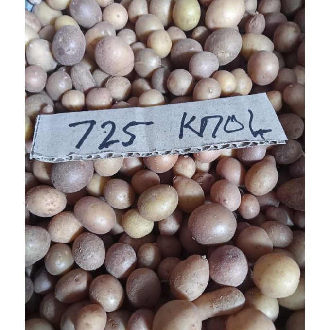 benih  kentang 700biji G0 Granola L