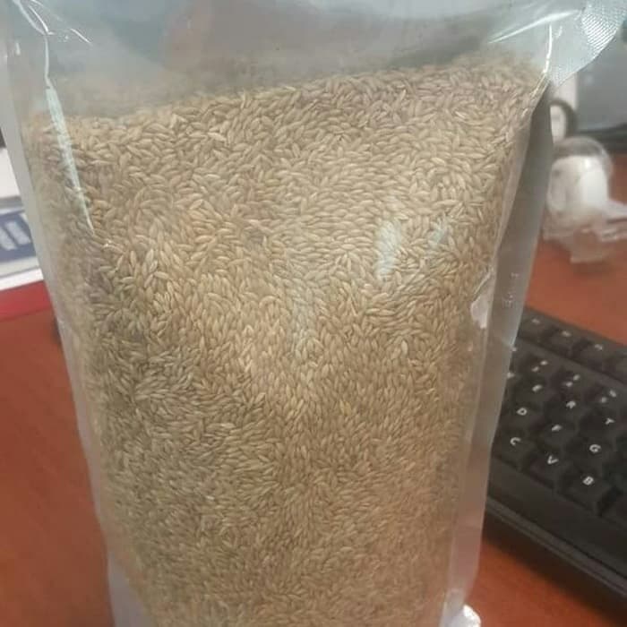 jual Bibit Biji Rumput Gajah - Benih Rumput Gajah