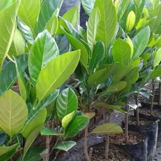 BIBIT NANGKA MINI MADU