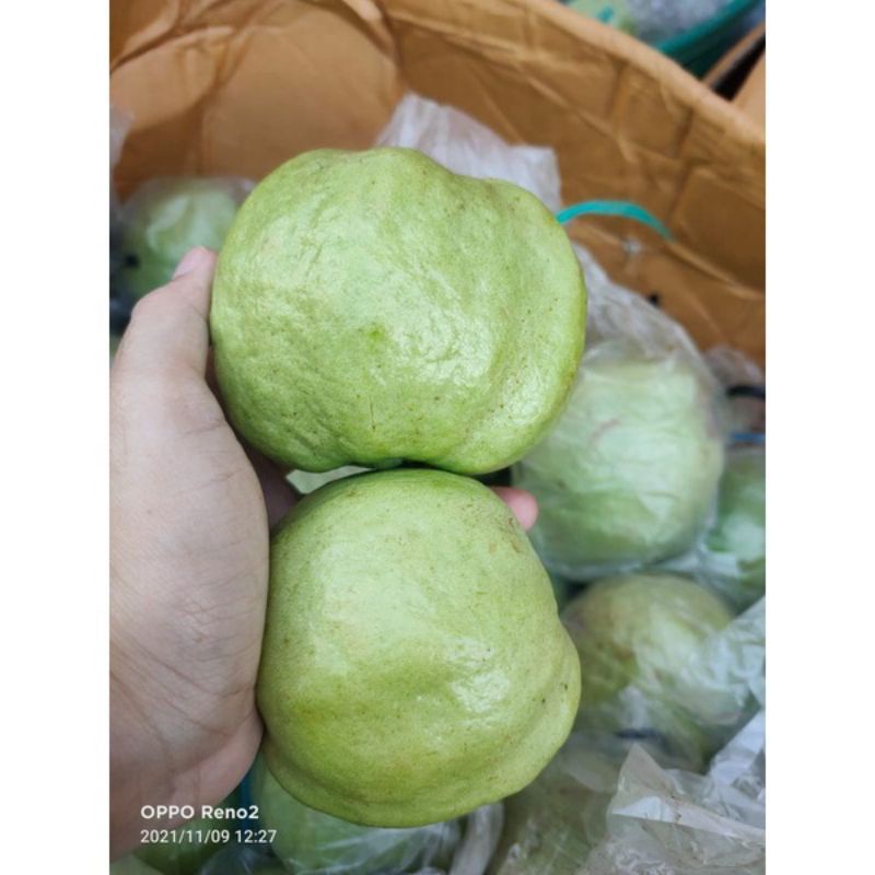 

jambu kristal buah jambu kristal lokal 1KG buah segar bandung