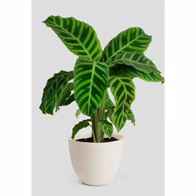 Tanaman hias calathea zebrina + pot tawon putih