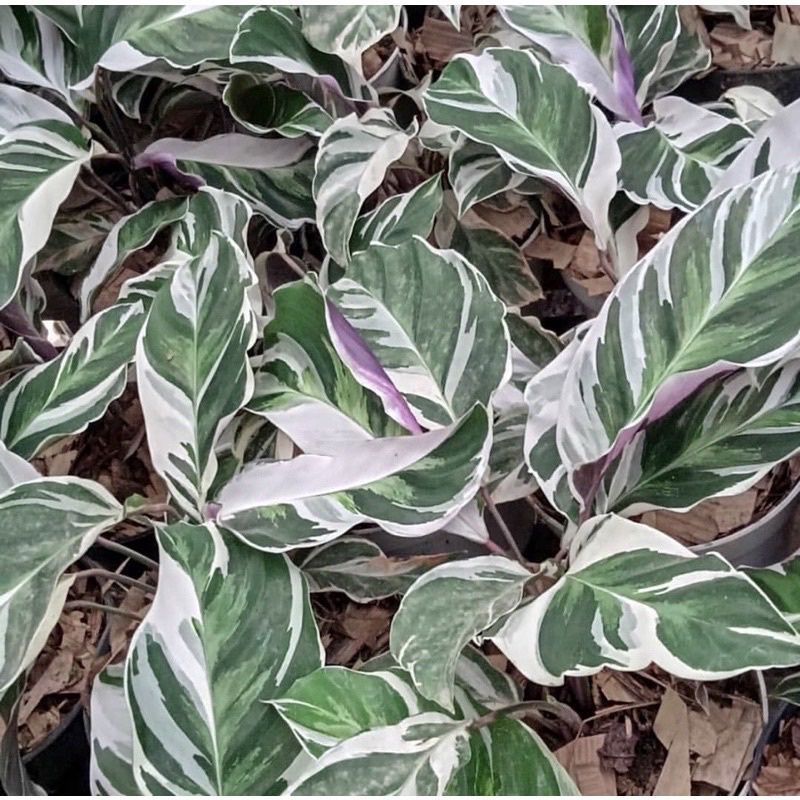 tanaman hias calathea tisu - tisu fusion - BAKUL KEMBANG