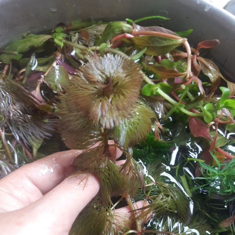 Tanaman aquascape cabomba red